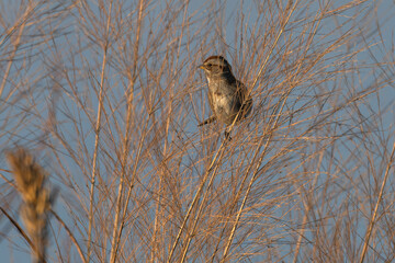 American tree sparrow perched in dormant grasses.