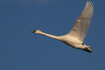 Trumpeter swan in flight against a blue sky..