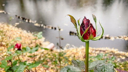 Fototapete bei efototapeten.de bestellen   