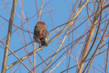 Male house finch perched on a branch.