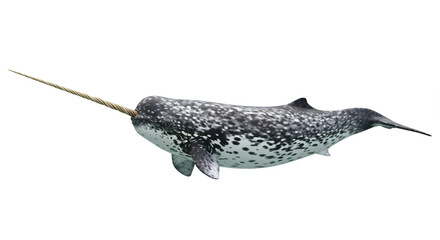 Narwhal
