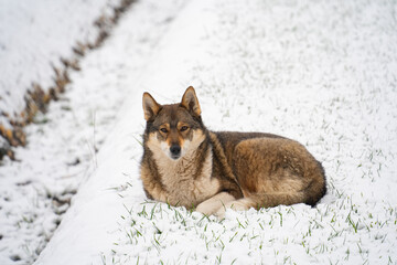 a domestic dog on a snow-covered lawn guards the territory, winter day