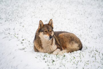 a domestic dog on a snow-covered lawn guards the territory, winter day
