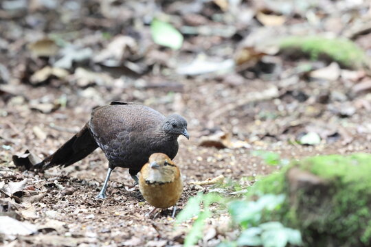 The bronze-tailed peacock-pheasant (Polyplectron chalcurum) is also known as the Sumatran peacock-pheasant.