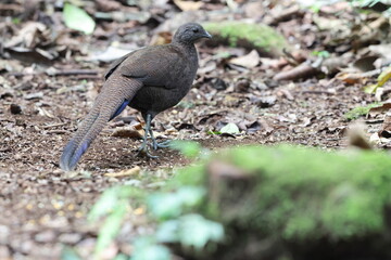 The bronze-tailed peacock-pheasant (Polyplectron chalcurum) is also known as the Sumatran peacock-pheasant.