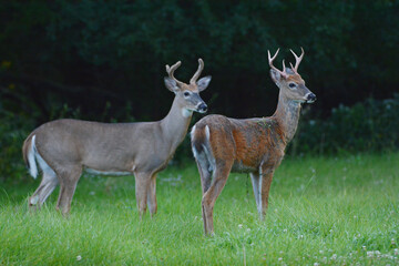 The Bucks Stopped Here