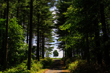 新緑に包まれた林道