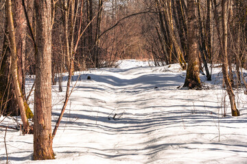 Spring forest by the Lenaelva River between Skreia and Lake Mjosa in April.