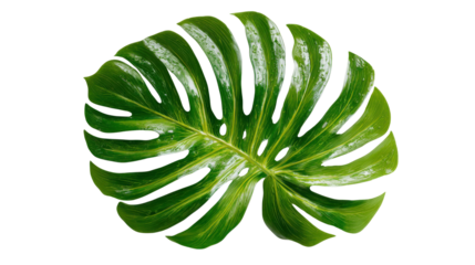 Wet monstera deliciosa leaf with water droplets showing tropical plant details against a transparent background