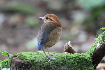 Schneider's pitta (Hydrornis schneideri) is a species of bird in the family Pittidae. It is endemic to Sumatra in Indonesia.