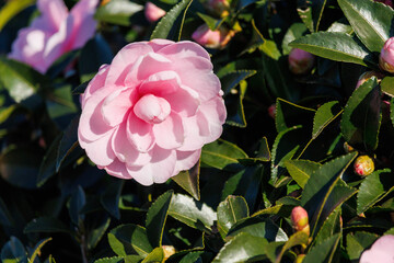 美しいピンクのサザンカ