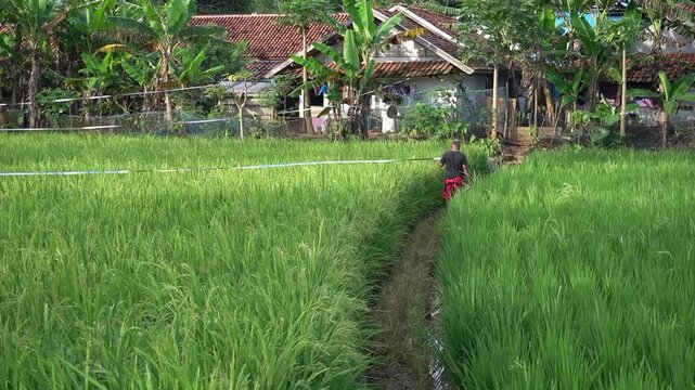 Garut, Indonesia - Des 14 2025: a farmer is walking among the rice plants