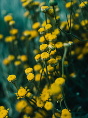 Yellow flowers in the garden