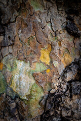 Close-up photo of sycamore or London plane tree bark. Features unique peeling, patchy texture in shades of green, brown, and yellow. A natural, abstract background perfect for nature themes.