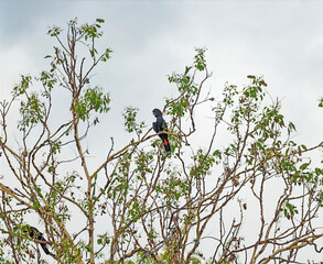 Red Tailed Black Cockatoo in the Forest