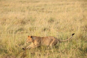 Focused lioness stalking low in grassy savanna, Maasai Mara, Kenya