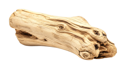 Single piece of gnarled weathered driftwood shows its beautiful organic texture, intricate wood grain patterns, and unique sculptural shape in a detailed studio shot