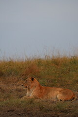 Lioness resting on grassy ridge in Maasai Mara, Kenya