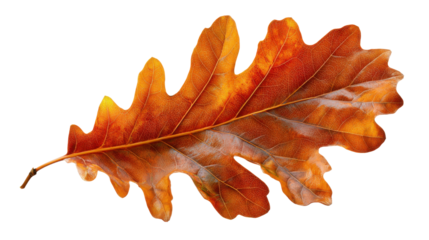 Autumn oak leaf changing colors, showcasing seasonal foliage and natural beauty on transparent background