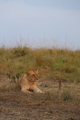 Lioness resting in dry grass in Maasai Mara, Kenya