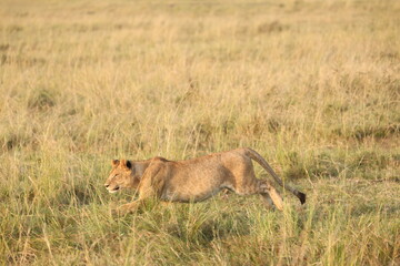 Lioness stalking through tall grass in Maasai Mara, Kenya