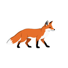 Obraz premium A Stylized Illustration of a Red Fox with White Markings Walking Against a Black Background