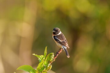 新緑の若葉の枝にとまってくつろぐノビタキ オス