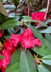 Obraz premium Beautiful red rhododendron blooming by the castle of Fontainebleau