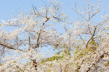 Fototapeta premium 桜 
