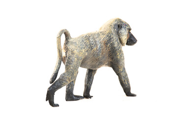 Fototapeta premium baboon animal on isolated background