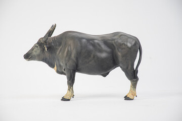 buffalo on isolated background