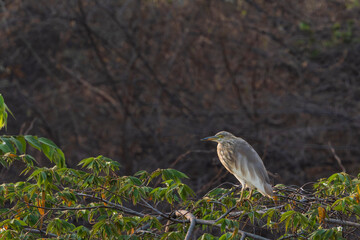 The Indian pond heron or paddybird (Ardeola grayii)