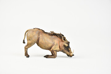 boar animal on isolated background
