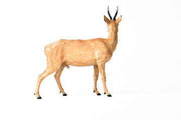 Roe Deer animal on isolated background