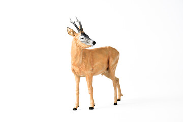Roe Deer animal on isolated background