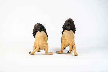 lion animal on isolated background