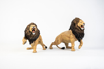 lion animal on isolated background