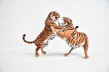 tiger animal on isolated background