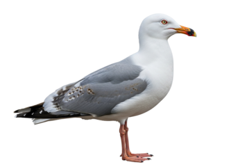 High-quality photograph of a herring gull standing isolated on a transparent background, showcasing its white and grey plumage and keen eyes, perfect for natural science and wildlife projects.