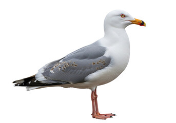 Naklejka premium Detailed high-quality photograph of a majestic herring gull standing alert on a transparent background, isolated for isolated backgrounds and design projects, perfect for nature and wildlife themes.
