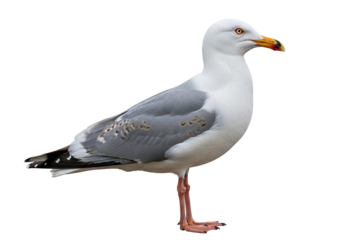 Detailed high-quality photograph of a majestic herring gull standing alert on a transparent background, isolated for isolated backgrounds and design projects, perfect for nature and wildlife themes.