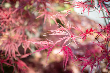 赤い葉