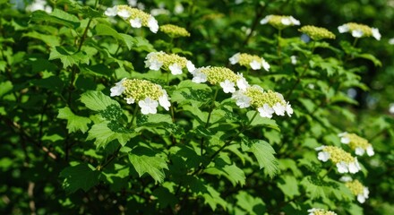 Lush green shrub with flat, white and yellow flowering clusters