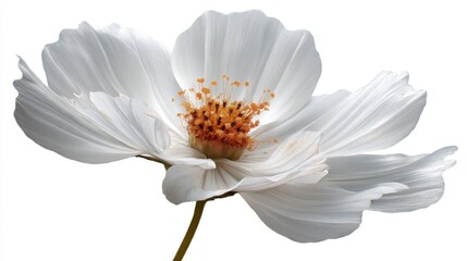 A white flower stands out with its open petals showing delicate layers and a bright yellow center. The flower is set against a plain background and draws focus to its structure.