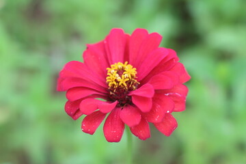Beautiful zinnias in the garden