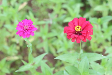 Beautiful zinnias in the garden