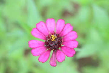 Beautiful zinnias in the garden