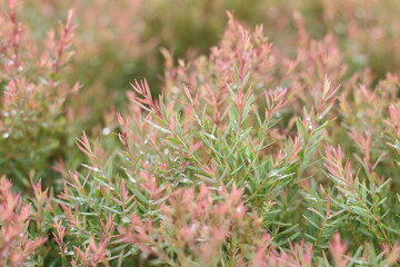 Beautiful trees to decorate the garden