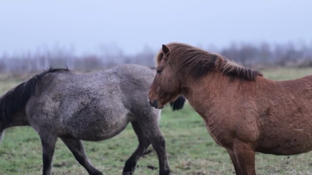 Wild tarpan horses in the wild in autumn
