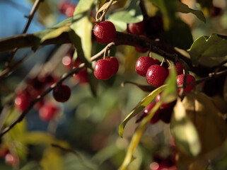 Obraz premium 晴れた12月に赤く実ったアキグミ